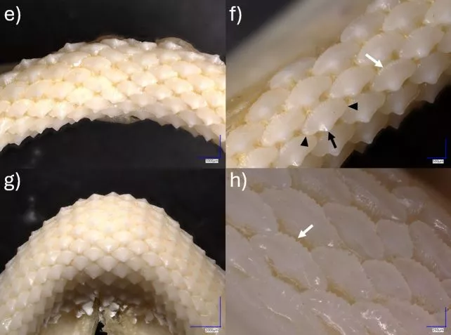 Tandsæt fra rig-haj, Mustelus lenticulatus