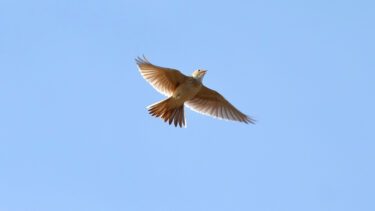 En lærke flyver i en blå himmel