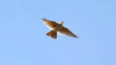 En lærke flyver i en blå himmel