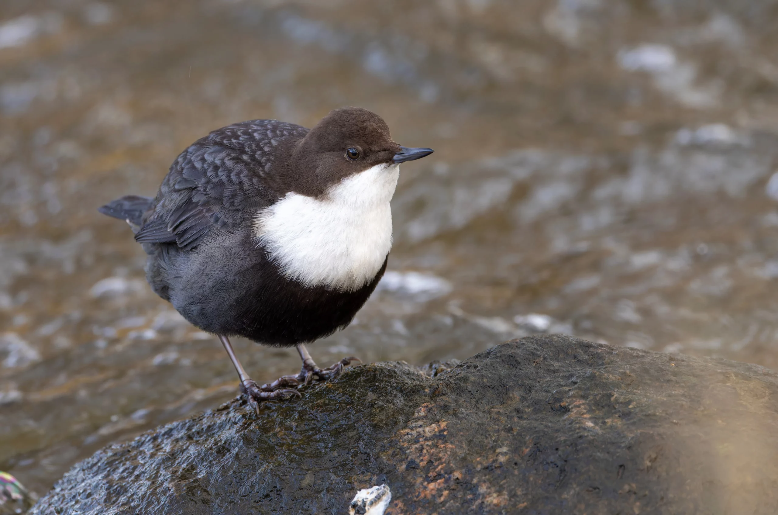 En vandstær står på en sten i et vandløb