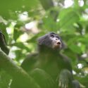 Bonobo-abe i et træ.