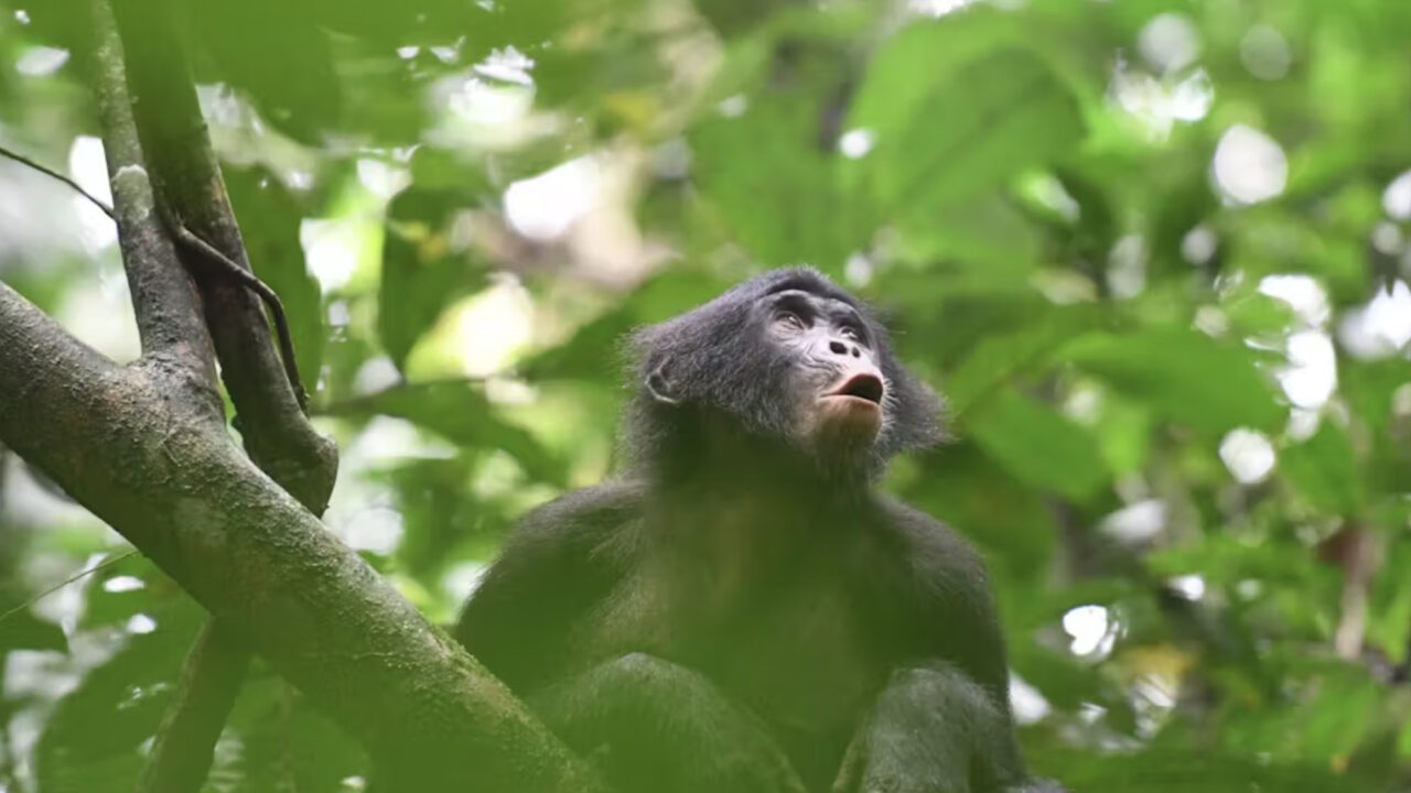 Bonobo-abe i et træ.