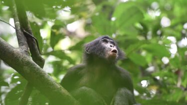 Bonobo-abe i et træ.