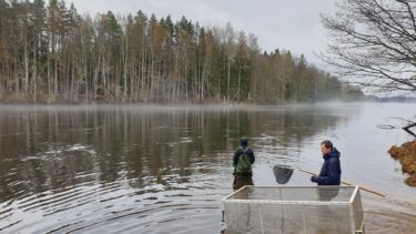Svenske forskere fanger laks