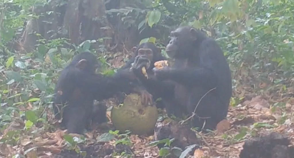 Tre chimpanser deler frugt