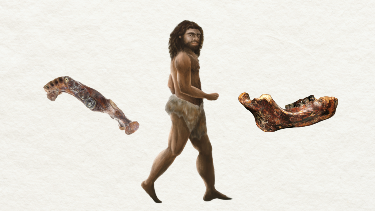 illustration af denisova-mand med kæbeknogle-fossil på hver side