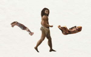 illustration af denisova-mand med kæbeknogle-fossil på hver side