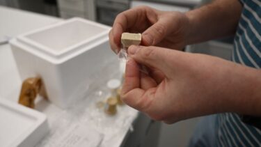 Forsker holder et stykke af den fremstillede foie gras