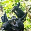Gruppe hun-bonoboer i trætoppe i Congo