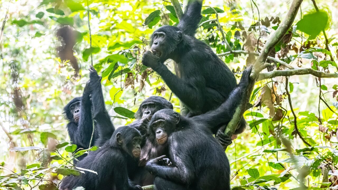 Gruppe hun-bonoboer i trætoppe i Congo