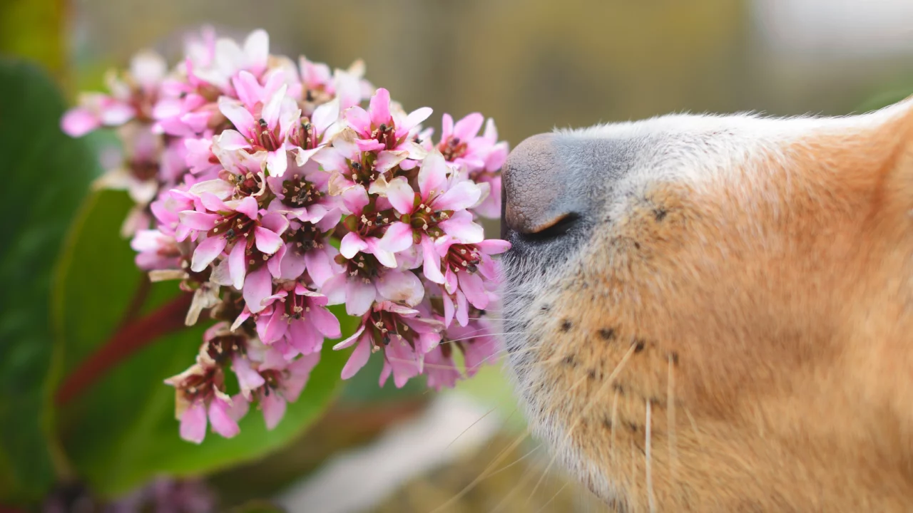 En hundenæse, der snuser til en blomst, ses tæt på
