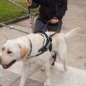 Servicehund