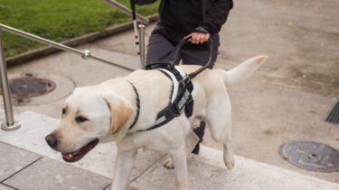Servicehund