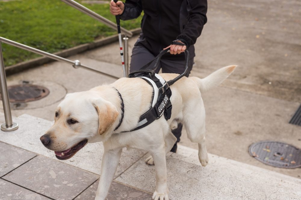 Servicehund