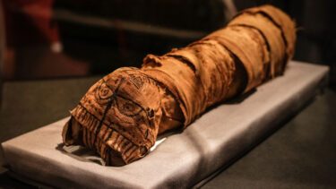 En mummificeret kat