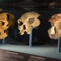 Kranier fra forhistoriske mennesker på udstilling