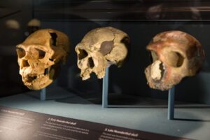 Kranier fra forhistoriske mennesker på udstilling