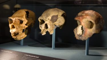 Kranier fra forhistoriske mennesker på udstilling