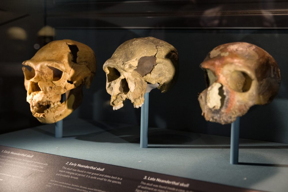 Kranier fra forhistoriske mennesker på udstilling