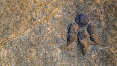 Billede af et fodspor fra en dinosaur i La Rioja, Spanien