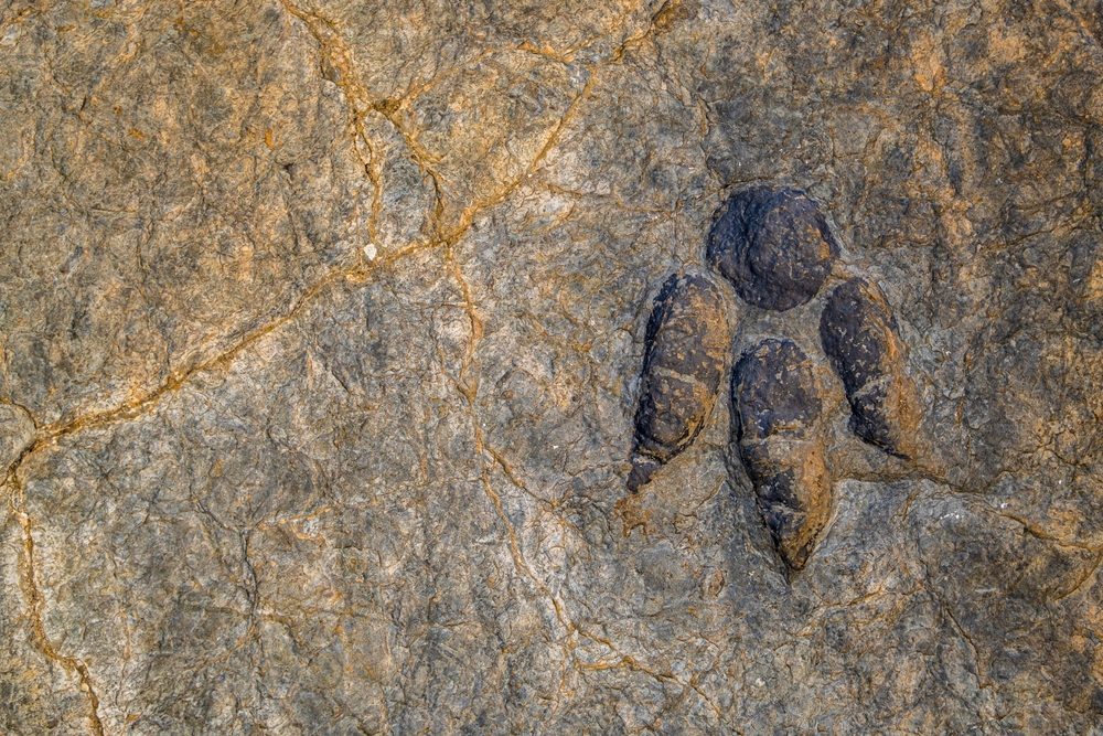 Billede af et fodspor fra en dinosaur i La Rioja, Spanien