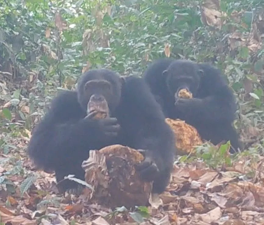 To han-chimpanser i gang med at spise frugten