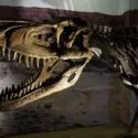T.rex skelet i Argentina