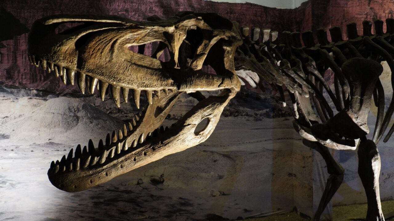 T.rex skelet i Argentina