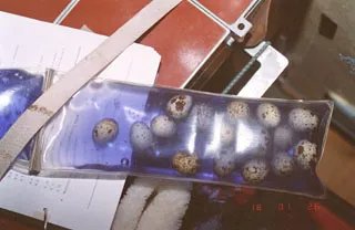 Vagtelæg eksperiment på Mir rumstation