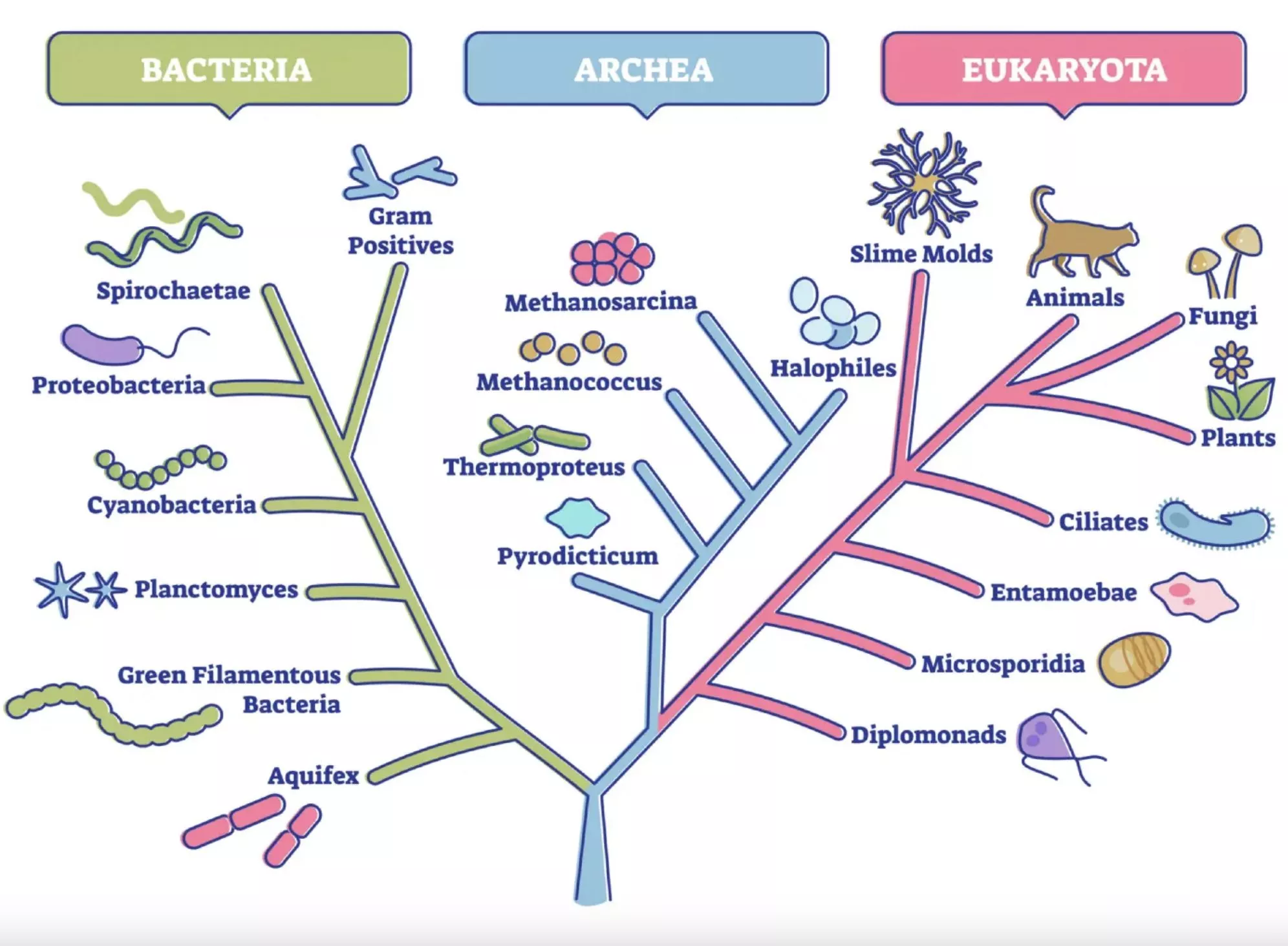 Arkebaktier (archaea) er betegnelse for en gruppe mikroorganismer, der repræsenterer deres egen udviklingslinje, forskellig fra eubakterier (egentlige bakterier) og eukaryoter (alle andre organismer)