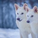 De to grå ulvehvalpe Romulus og Remus