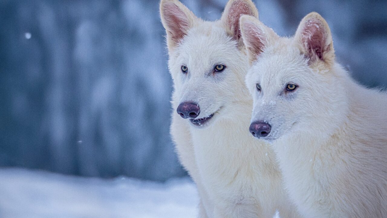 De to grå ulvehvalpe Romulus og Remus