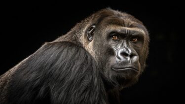 Portræt af en gorilla.