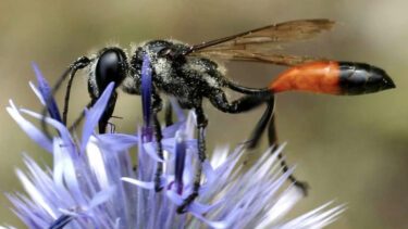 a bee on a flower