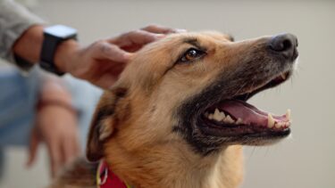 Hund, der er glad
