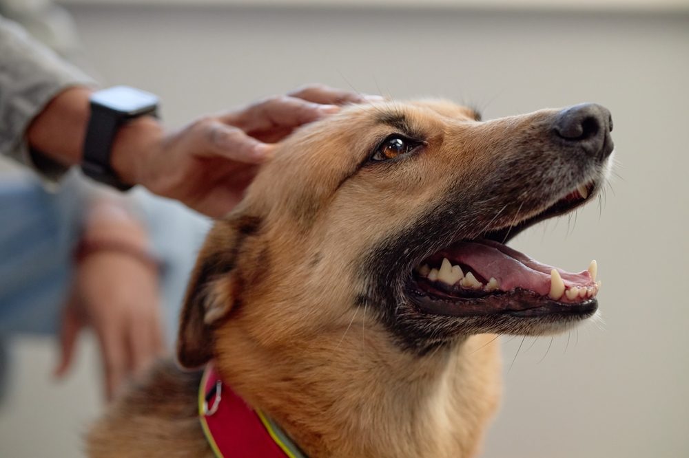 Hund, der er glad