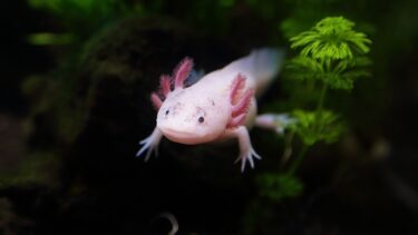 En axolotl i vandet.
