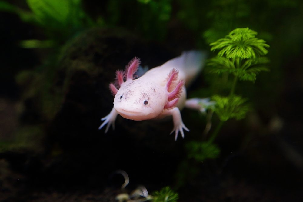 En axolotl i vandet.