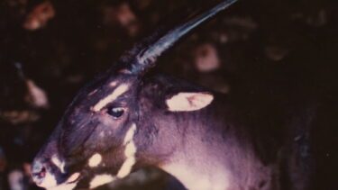 Saola