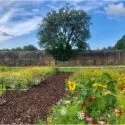 En livlig blomsterhave med vilde blomster og solsikker grænser op til en sti af barkflis, som minder om Blanding af blomster, der ses i Natural Botanical Gardens i Wales. En høj murstensvæg, et løvtræ og en blå himmel med skyer fuldender billedet.