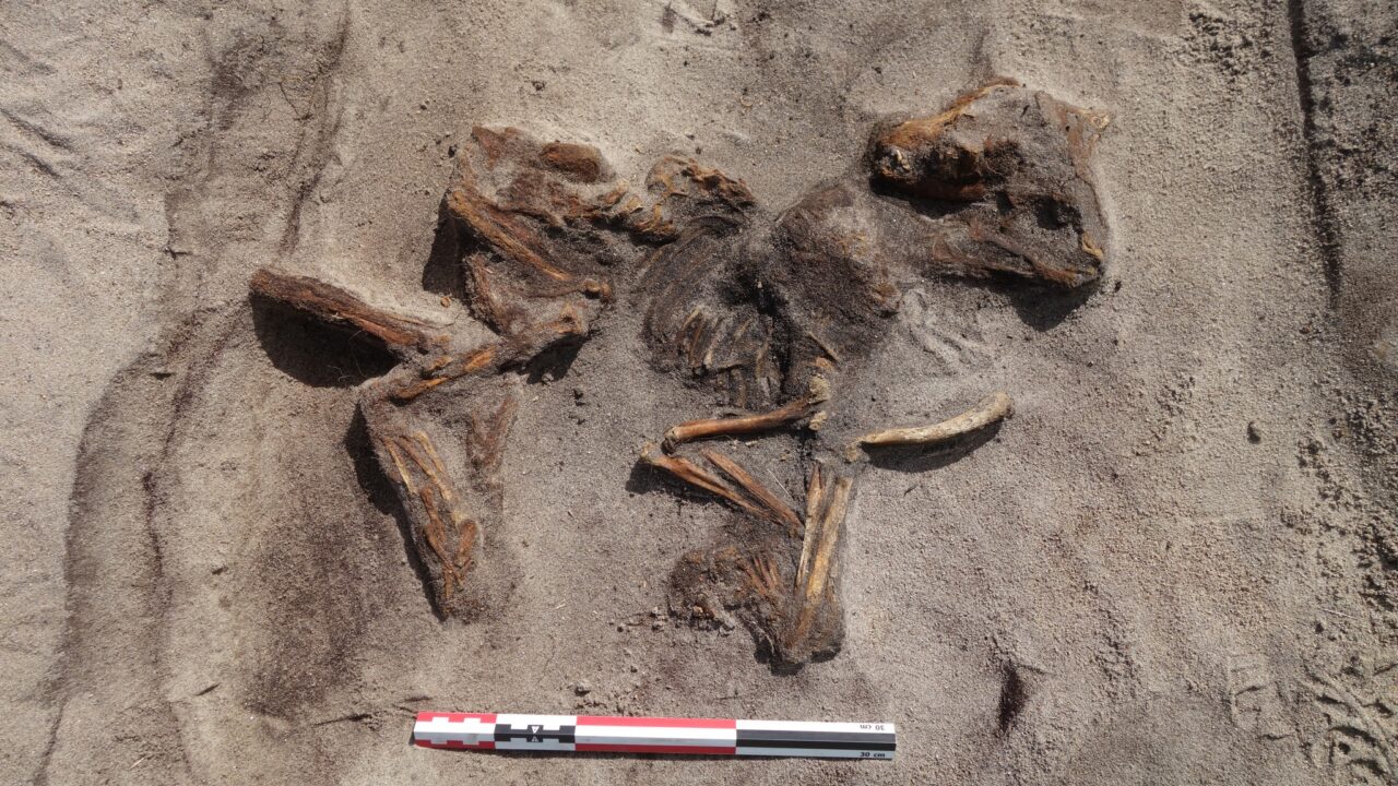 Den begravede hund i norsk vikingegrav