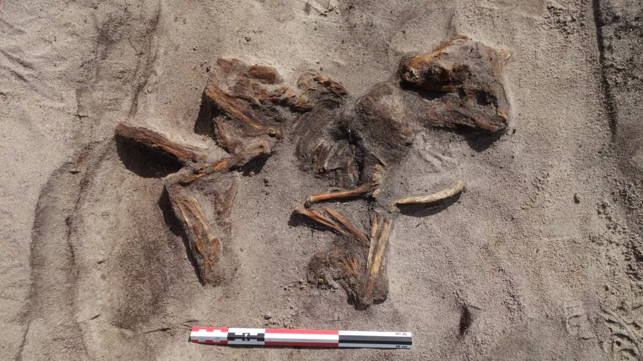 Den begravede hund i norsk vikingegrav