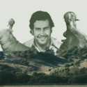 collage med pablo escobar og flodheste i baggrunden. i fogrunden ses naturnationalpark fussingø