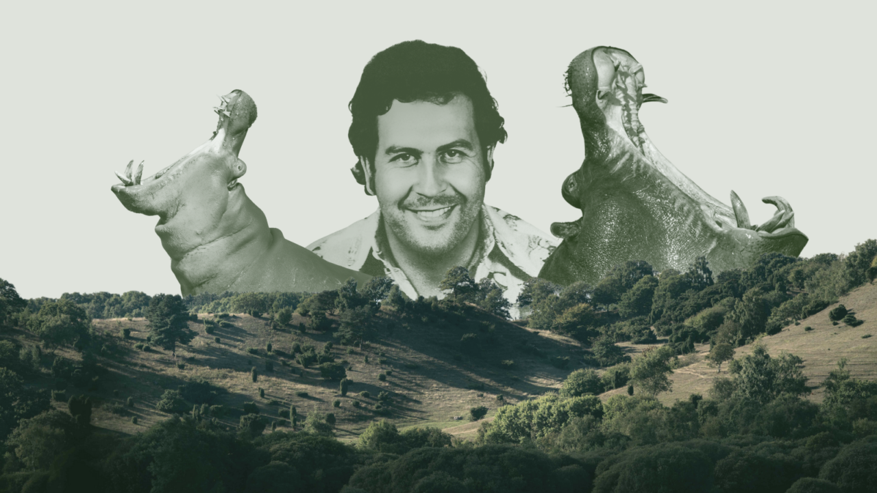 collage med pablo escobar og flodheste i baggrunden. i fogrunden ses naturnationalpark fussingø