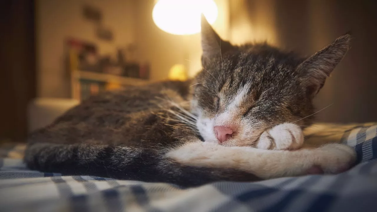 En kat med grå og hvid pels ligger fredfyldt og sover på et blåt tæppe, der er sløret i forgrunden. I baggrunden ser man en tændt lampe.