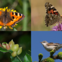 En collage med fire sektioner: en farverig sommerfugl med orange og sorte vinger på en gul blomst, et sidebillede af en anden sommerfugl på en lilla blomst, bøgegalmyg på en bladgren og en lille fugl, der sidder på fyrrenåle.