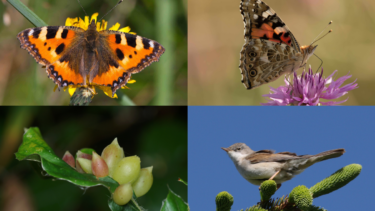 En collage med fire sektioner: en farverig sommerfugl med orange og sorte vinger på en gul blomst, et sidebillede af en anden sommerfugl på en lilla blomst, bøgegalmyg på en bladgren og en lille fugl, der sidder på fyrrenåle.
