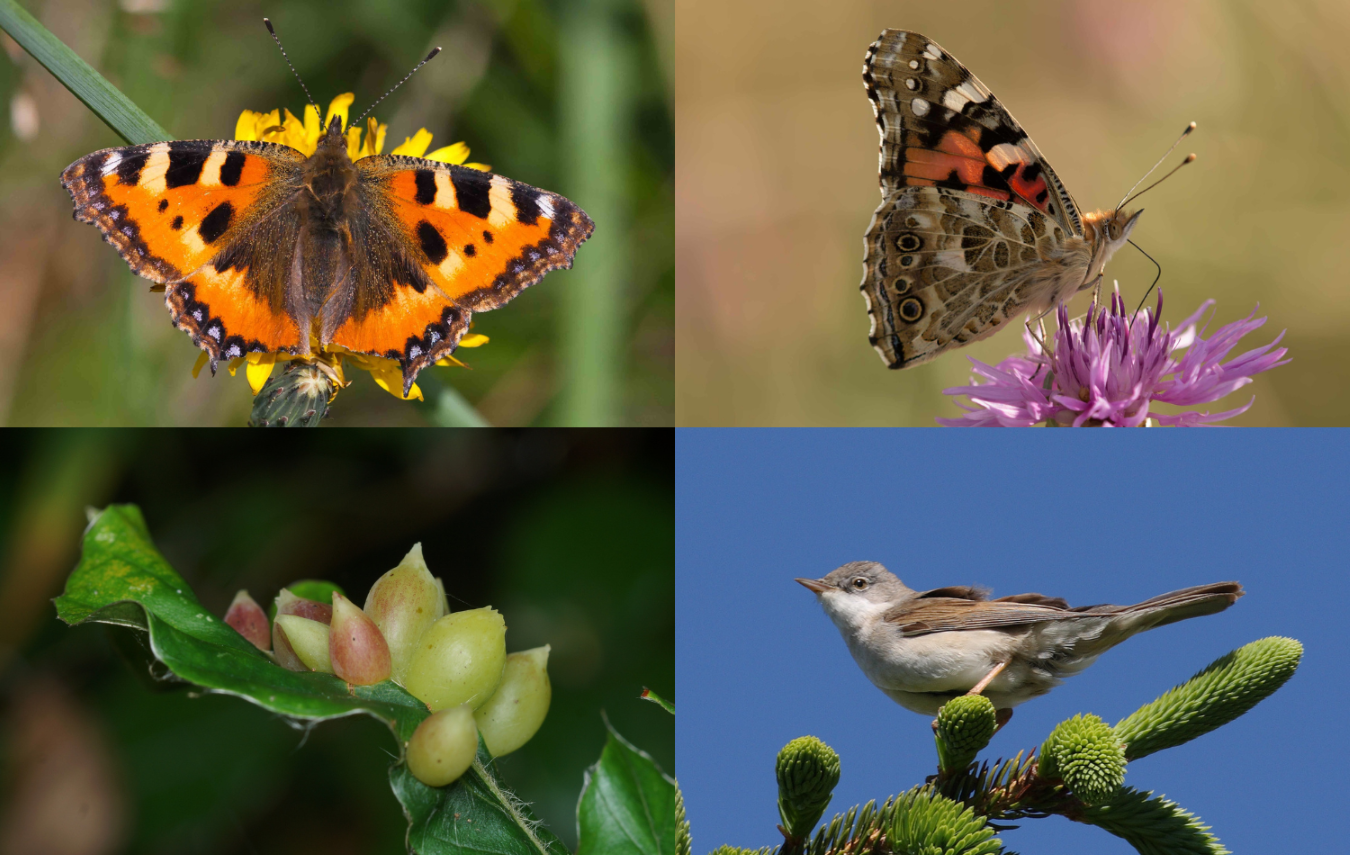 En collage med fire sektioner: en farverig sommerfugl med orange og sorte vinger på en gul blomst, et sidebillede af en anden sommerfugl på en lilla blomst, bøgegalmyg på en bladgren og en lille fugl, der sidder på fyrrenåle.