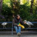 Hejremanden håndfodrer to fiskehejrer i Frederiksberg Have