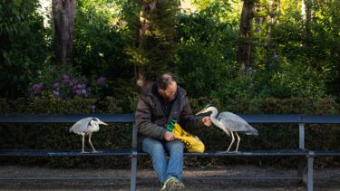 Hejremanden håndfodrer to fiskehejrer i Frederiksberg Have